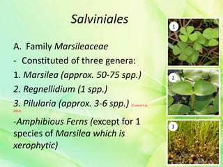 Salviniales
A. Family Marsileaceae
- Constituted of three genera:
1. Marsilea (approx. 50-75 spp.)
2. Regnellidium (1 spp.)
3. Pilularia (approx. 3-6 spp.) (Cuneo et al,
2013)
-Amphibious Ferns (except for 1
species of Marsilea which is
xerophytic)
1
2
3
 