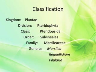 Classification
Kingdom: Plantae
Division: Pteridophyta
Class: Pteridopsida
Order: Salvineales
Family: Marsileaceae
Genera: Marsilea
Regnellidium
Pilularia
 