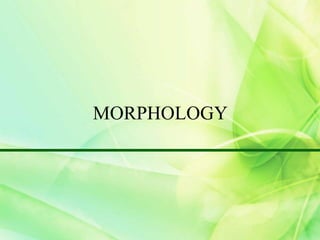 MORPHOLOGY
 