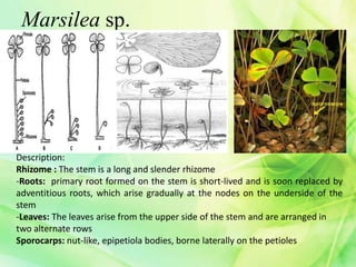 Marsilea sp.
Description:
Rhizome : The stem is a long and slender rhizome
-Roots: primary root formed on the stem is short-lived and is soon replaced by
adventitious roots, which arise gradually at the nodes on the underside of the
stem
-Leaves: The leaves arise from the upper side of the stem and are arranged in
two alternate rows
Sporocarps: nut-like, epipetiola bodies, borne laterally on the petioles
 