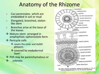 Anatomy of the Rhizome
 Can perennates- which are
embedded in soil or mud
 Elongated, branched, stolon-
like stem
 Branches arise at the base of
the leaves
 Mature stem- arranged in
amphiphloic siphonostele form
 Pericycle cells
 covers the inner and outer
phloem
covered by endodermal
layer
 Pith may be parenchymatous or
 sclerotic
 