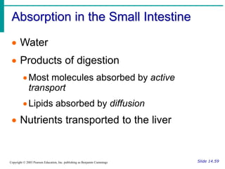 Absorption in the Small Intestine
Slide 14.59
Copyright © 2003 Pearson Education, Inc. publishing as Benjamin Cummings
 Water
 Products of digestion
Most molecules absorbed by active
transport
Lipids absorbed by diffusion
 Nutrients transported to the liver
 