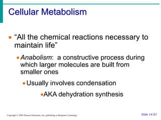 Cellular Metabolism
Slide 14.67
Copyright © 2003 Pearson Education, Inc. publishing as Benjamin Cummings
 “All the chemical reactions necessary to
maintain life”
Anabolism: a constructive process during
which larger molecules are built from
smaller ones
Usually involves condensation
AKA dehydration synthesis
 
