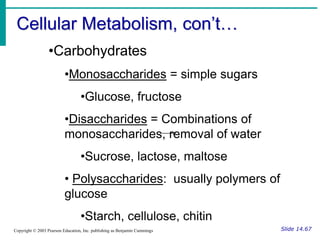 Cellular Metabolism, con’t…
Slide 14.67
Copyright © 2003 Pearson Education, Inc. publishing as Benjamin Cummings
•Carbohydrates
•Monosaccharides = simple sugars
•Glucose, fructose
•Disaccharides = Combinations of
monosaccharides, removal of water
•Sucrose, lactose, maltose
• Polysaccharides: usually polymers of
glucose
•Starch, cellulose, chitin
 