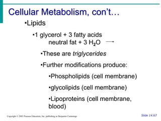 Cellular Metabolism, con’t…
Slide 14.67
Copyright © 2003 Pearson Education, Inc. publishing as Benjamin Cummings
•Lipids
•1 glycerol + 3 fatty acids
neutral fat + 3 H2O
•These are triglycerides
•Further modifications produce:
•Phospholipids (cell membrane)
•glycolipids (cell membrane)
•Lipoproteins (cell membrane,
blood)
 