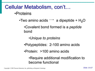Cellular Metabolism, con’t…
Slide 14.67
Copyright © 2003 Pearson Education, Inc. publishing as Benjamin Cummings
•Proteins
•Two amino acids a dipeptide + H2O
•Covalent bond formed is a peptide
bond
•Unique to proteins
•Polypeptides: 2-100 amino acids
•Protein: >100 amino acids
•Require additional modification to
become functional
 