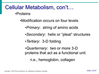 Cellular Metabolism, con’t…
Slide 14.67
Copyright © 2003 Pearson Education, Inc. publishing as Benjamin Cummings
•Proteins
•Modification occurs on four levels
•Primary: string of amino acids
•Secondary: helix or “pleat” structures
•Tertiary: 3-D folding
•Quarternary: two or more 3-D
proteins that act as a functional unit
•i.e., hemoglobin, collagen
 