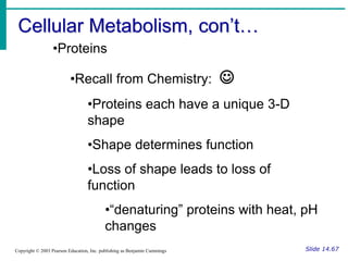 Cellular Metabolism, con’t…
Slide 14.67
Copyright © 2003 Pearson Education, Inc. publishing as Benjamin Cummings
•Proteins
•Recall from Chemistry: 
•Proteins each have a unique 3-D
shape
•Shape determines function
•Loss of shape leads to loss of
function
•“denaturing” proteins with heat, pH
changes
 