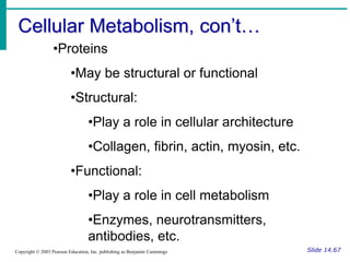 Cellular Metabolism, con’t…
Slide 14.67
Copyright © 2003 Pearson Education, Inc. publishing as Benjamin Cummings
•Proteins
•May be structural or functional
•Structural:
•Play a role in cellular architecture
•Collagen, fibrin, actin, myosin, etc.
•Functional:
•Play a role in cell metabolism
•Enzymes, neurotransmitters,
antibodies, etc.
 