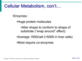 Cellular Metabolism, con’t…
Slide 14.67
Copyright © 2003 Pearson Education, Inc. publishing as Benjamin Cummings
•Enzymes:
•Huge protein molecules
•Alter shape to conform to shape of
substrate (“wrap around” effect)
•Average 1500/cell (>5000 in liver cells)
•Most require co-enzymes
 