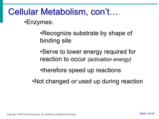 Cellular Metabolism, con’t…
Slide 14.67
Copyright © 2003 Pearson Education, Inc. publishing as Benjamin Cummings
•Enzymes:
•Recognize substrate by shape of
binding site
•Serve to lower energy required for
reaction to occur (activation energy)
•therefore speed up reactions
•Not changed or used up during reaction
 