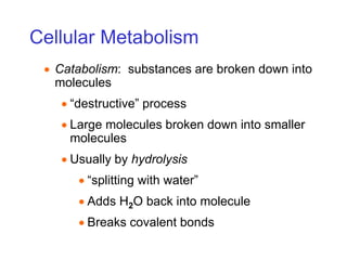 Cellular Metabolism
 Catabolism: substances are broken down into
molecules
 “destructive” process
 Large molecules broken down into smaller
molecules
 Usually by hydrolysis
 “splitting with water”
 Adds H2O back into molecule
 Breaks covalent bonds
 