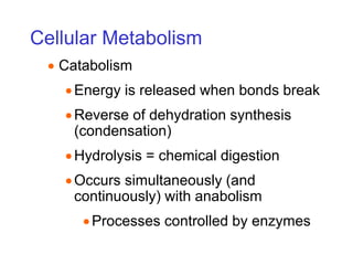 Cellular Metabolism
 Catabolism
Energy is released when bonds break
Reverse of dehydration synthesis
(condensation)
Hydrolysis = chemical digestion
Occurs simultaneously (and
continuously) with anabolism
Processes controlled by enzymes
 