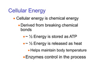 Cellular Energy
 Cellular energy is chemical energy
Derived from breaking chemical
bonds
~ ½ Energy is stored as ATP
~ ½ Energy is released as heat
 Helps maintain body temperature
Enzymes control in the process
 