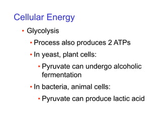Cellular Energy
• Glycolysis
• Process also produces 2 ATPs
• In yeast, plant cells:
• Pyruvate can undergo alcoholic
fermentation
• In bacteria, animal cells:
• Pyruvate can produce lactic acid
 