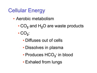 Cellular Energy
• Aerobic metabolism
• CO2 and H2O are waste products
• CO2:
• Diffuses out of cells
• Dissolves in plasma
• Produces HCO3
- in blood
• Exhaled from lungs
 
