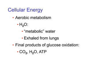 Cellular Energy
• Aerobic metabolism
• H2O:
• “metabolic” water
• Exhaled from lungs
• Final products of glucose oxidation:
• CO2, H2O, ATP
 