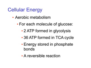 Cellular Energy
• Aerobic metabolism
• For each molecule of glucose:
• 2 ATP formed in glycolysis
• 36 ATP formed in TCA cycle
• Energy stored in phosphate
bonds
• A reversible reaction
 