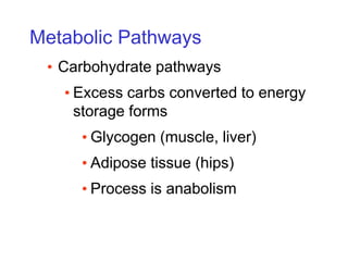 Metabolic Pathways
• Carbohydrate pathways
• Excess carbs converted to energy
storage forms
• Glycogen (muscle, liver)
• Adipose tissue (hips)
• Process is anabolism
 