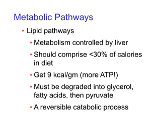 Metabolic Pathways
• Lipid pathways
• Metabolism controlled by liver
• Should comprise <30% of calories
in diet
• Get 9 kcal/gm (more ATP!)
• Must be degraded into glycerol,
fatty acids, then pyruvate
• A reversible catabolic process
 