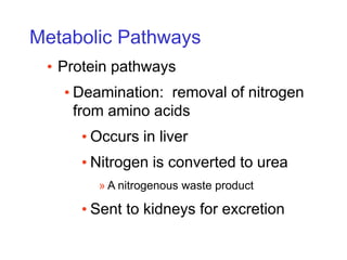 Metabolic Pathways
• Protein pathways
• Deamination: removal of nitrogen
from amino acids
• Occurs in liver
• Nitrogen is converted to urea
» A nitrogenous waste product
• Sent to kidneys for excretion
 
