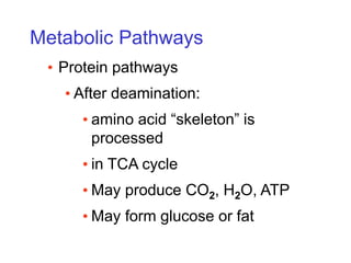 Metabolic Pathways
• Protein pathways
• After deamination:
• amino acid “skeleton” is
processed
• in TCA cycle
• May produce CO2, H2O, ATP
• May form glucose or fat
 
