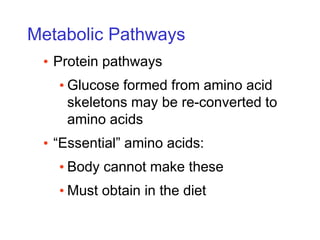 Metabolic Pathways
• Protein pathways
• Glucose formed from amino acid
skeletons may be re-converted to
amino acids
• “Essential” amino acids:
• Body cannot make these
• Must obtain in the diet
 
