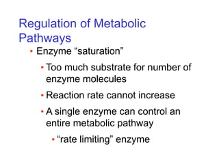 Regulation of Metabolic
Pathways
• Enzyme “saturation”
• Too much substrate for number of
enzyme molecules
• Reaction rate cannot increase
• A single enzyme can control an
entire metabolic pathway
• “rate limiting” enzyme
 