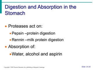Digestion and Absorption in the
Stomach
Slide 14.55
Copyright © 2003 Pearson Education, Inc. publishing as Benjamin Cummings
 Proteases act on:
Pepsin –protein digestion
Rennin –milk protein digestion
 Absorption of:
Water, alcohol and aspirin
 