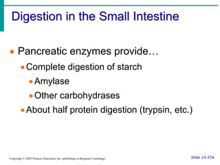 Digestion in the Small Intestine
Slide 14.57a
Copyright © 2003 Pearson Education, Inc. publishing as Benjamin Cummings
 Pancreatic enzymes provide…
Complete digestion of starch
Amylase
Other carbohydrases
About half protein digestion (trypsin, etc.)
 