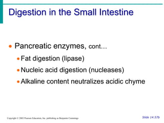 Digestion in the Small Intestine
Slide 14.57b
Copyright © 2003 Pearson Education, Inc. publishing as Benjamin Cummings
 Pancreatic enzymes, cont…
Fat digestion (lipase)
Nucleic acid digestion (nucleases)
Alkaline content neutralizes acidic chyme
 