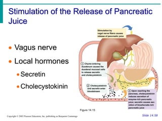 Stimulation of the Release of Pancreatic
Juice
Slide 14.58
Copyright © 2003 Pearson Education, Inc. publishing as Benjamin Cummings
 Vagus nerve
 Local hormones
Secretin
Cholecystokinin
Figure 14.15
 