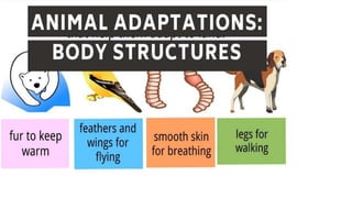 Morphological Adaptive Features of Life on Land by Vertebrates | PPTX