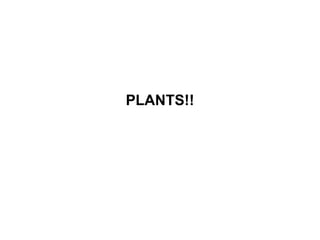 PLANTS!! 