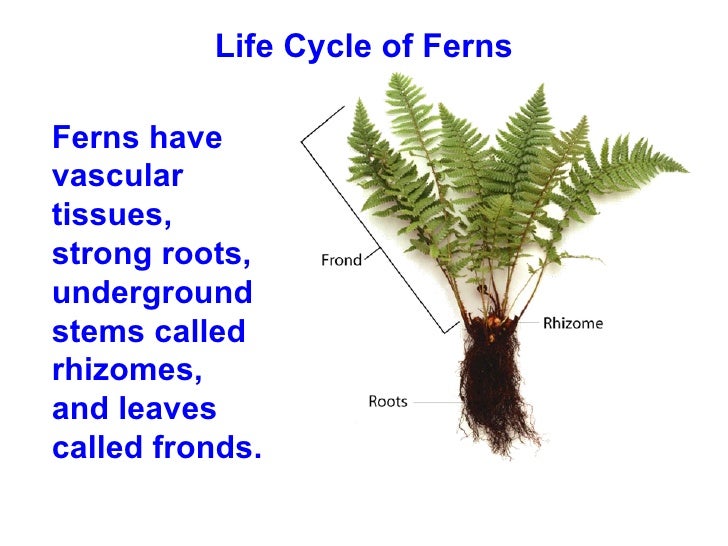 Chapter 22 Lecture Plants