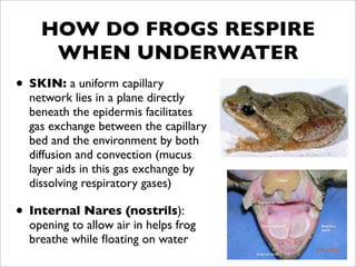 HOW DO FROGS RESPIRE
     WHEN UNDERWATER
• SKIN: a uniform capillary
  network lies in a plane directly
  beneath the epidermis facilitates
  gas exchange between the capillary
  bed and the environment by both
  diffusion and convection (mucus
  layer aids in this gas exchange by
  dissolving respiratory gases)

• Internal Nares (nostrils):
  opening to allow air in helps frog
  breathe while ﬂoating on water
 