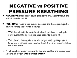 NEGATIVE vs POSITIVE
        PRESSURE BREATHING
•   NEGATIVE: small throat pouch pulls down drawing air through the
    nostrils into the mouth

•   POSITIVE: valves in the nostrils close and the throat pouch pushes
    upwards forcing the air into the lungs

    •   With the valves in the nostrils still closed, the throat pouch pulls
        down sucking the air from the lungs back into the mouth

    •   The valves in the nostrils open, the tongue blocks passage to the
        lungs, and the throat pouch pushes the air from the mouth back into
        the atmosphere

•   A rich supply of blood vessels to its thin skin enables it to absorb large
    amounts of oxygen while under water
 