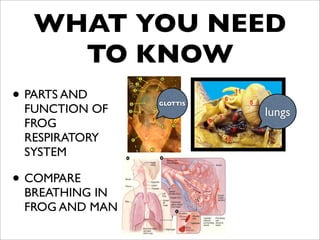 WHAT YOU NEED
     TO KNOW
• PARTS AND     GLOTTIS
 FUNCTION OF              lungs
 FROG
 RESPIRATORY
 SYSTEM

• COMPARE
 BREATHING IN
 FROG AND MAN
 