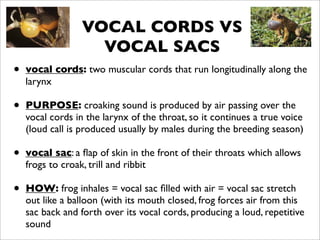 VOCAL CORDS VS
                   VOCAL SACS
•   vocal cords: two muscular cords that run longitudinally along the
    larynx

•   PURPOSE: croaking sound is produced by air passing over the
    vocal cords in the larynx of the throat, so it continues a true voice
    (loud call is produced usually by males during the breeding season)

•   vocal sac: a ﬂap of skin in the front of their throats which allows
    frogs to croak, trill and ribbit

•   HOW: frog inhales = vocal sac ﬁlled with air = vocal sac stretch
    out like a balloon (with its mouth closed, frog forces air from this
    sac back and forth over its vocal cords, producing a loud, repetitive
    sound
 