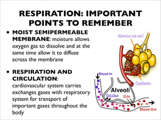 RESPIRATION: IMPORTANT
     POINTS TO REMEMBER
• MOIST SEMIPERMEABLE
 MEMBRANE: moisture allows
 oxygen gas to dissolve and at the
 same time allow it to diffuse
 across the membrane

• RESPIRATION AND
 CIRCULATION:
 cardiovascular system carries
 exchanges gases with respiratory
 system for transport of
 important gases throughout the
 body
 