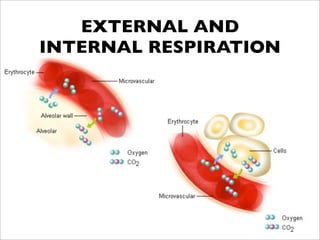 EXTERNAL AND
INTERNAL RESPIRATION
 