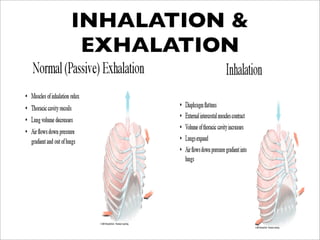 INHALATION &
 EXHALATION
 