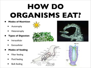 HOW DO
        ORGANISMS EAT?
•   Modes of Nutrition

    •   Autotrophy

    •   Heterotrophy

•   Types of Digestion

    •   Intracellular

    •   Extracellular

•   Modes of feeding

    •   Filter feeding

    •   Fluid feeding

    •   Bulk feeding
 