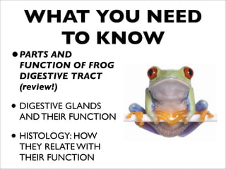 WHAT YOU NEED
    TO KNOW
• PARTS AND
 FUNCTION OF FROG
 DIGESTIVE TRACT
 (review!)

• DIGESTIVE GLANDS
 AND THEIR FUNCTION

• HISTOLOGY: HOW
 THEY RELATE WITH
 THEIR FUNCTION
 