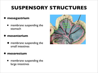 SUSPENSORY STRUCTURES

• mesogastrium
  • membrane suspending the
    stomach

• mesenterium
  • membrane suspending the
    small intestines

• mesorectum
  • membrane suspending the
    large intestines
 