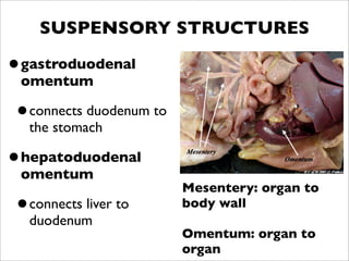 SUSPENSORY STRUCTURES

•gastroduodenal
 omentum

•connects duodenum to
  the stomach

•hepatoduodenal
 omentum
                        Mesentery: organ to
•connects liver to      body wall
  duodenum
                        Omentum: organ to
                        organ
 