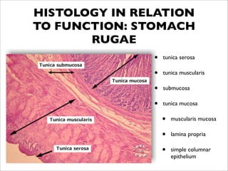 HISTOLOGY IN RELATION
TO FUNCTION: STOMACH
       RUGAE
               •   tunica serosa

               •   tunica muscularis

               •   submucosa

               •   tunica mucosa

                   •   muscularis mucosa

                   •   lamina propria

                   •   simple columnar
                       epithelium
 