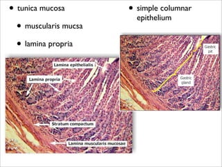 • tunica mucosa        • simple columnar
                         epithelium
  • muscularis mucsa
  • lamina propria
 