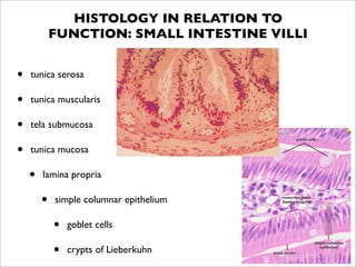 HISTOLOGY IN RELATION TO
            FUNCTION: SMALL INTESTINE VILLI


•   tunica serosa

•   tunica muscularis

•   tela submucosa

•   tunica mucosa

    •   lamina propria

        •   simple columnar epithelium

            •   goblet cells

            •   crypts of Lieberkuhn
 