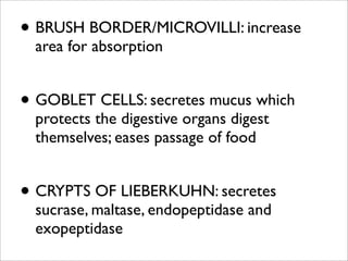 • BRUSH BORDER/MICROVILLI: increase
  area for absorption


• GOBLET CELLS: secretes mucus which
  protects the digestive organs digest
  themselves; eases passage of food


• CRYPTS OF LIEBERKUHN: secretes
  sucrase, maltase, endopeptidase and
  exopeptidase
 